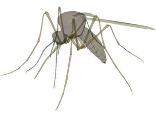 Mosquito 3D Model