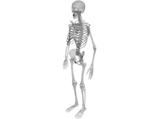 Skeleton 3D Model