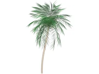Palm Tree Tall 3D Model