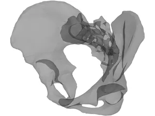 Pelvis 3D Model