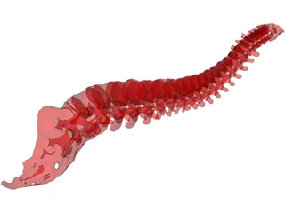 Vertebral Column 3D Model