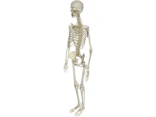 Skeleton Female 3D Model