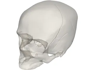 Skull Detailed 3D Model