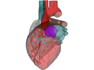 Heart 3D Model