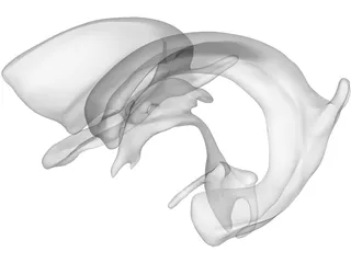 Brain Ventricle 3D Model