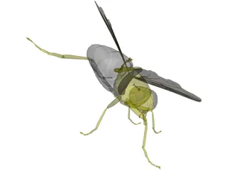 Fly 3D Model