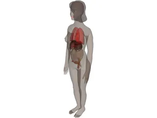 Woman [+Internal Organs] 3D Model