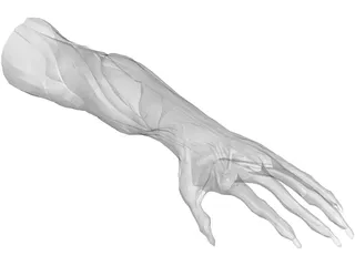 Arm Muscles 3D Model