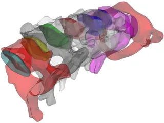 Vertebrae Cervical 3D Model