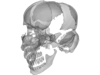 Skull Articulated 3D Model