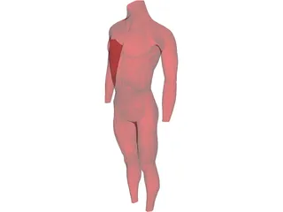 Surface Muscles 3D Model