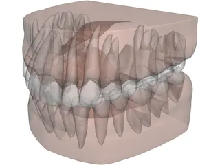 Teeth, Roots, Gums 3D Model