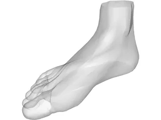 Foot 3D Model