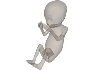 Fetus 20-Week 3D Model