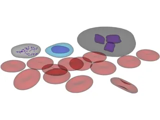 Blood Cells 3D Model