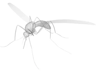 Mosquito 3D Model