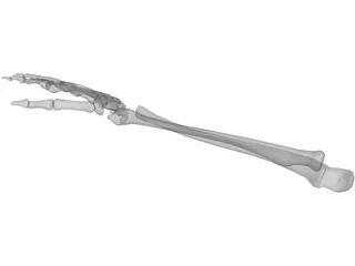 Right Ulna and Radius Bones 3D Model