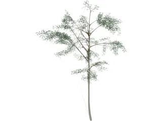 Acacia 3D Model