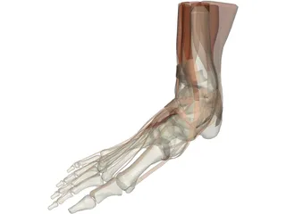 Ankle 3D Model