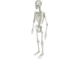 Skeleton Male 3D Model