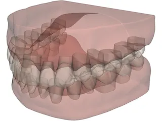 Teeth and Gums 3D Model