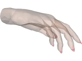 Hand Female 3D Model