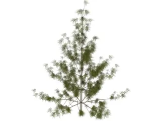 Bhutan Pine 3D Model