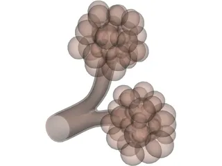 Alveoli 3D Model