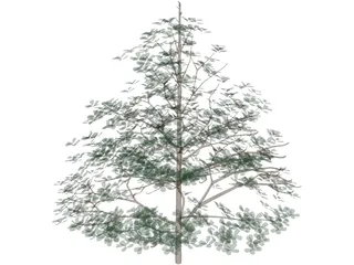 Styrax Officinalis 3D Model