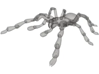 Tarantula 3D Model