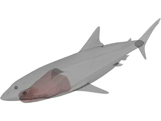 Great White Shark 3D Model