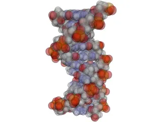 B-DNA 3D Model