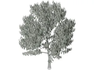 Acacia Tree 3D Model