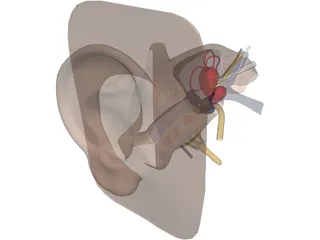 Ear 3D Model