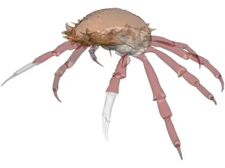 Crab (Maia Squinado) 3D Model