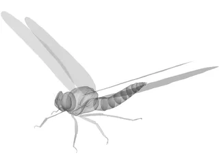 Dragon Fly 3D Model