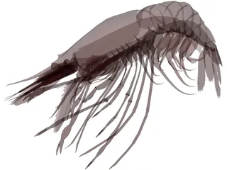 Large Red Prawn 3D Model