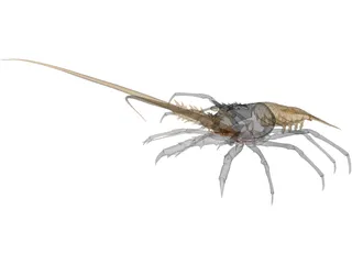 Lobster (Palinurus Elephas) 3D Model