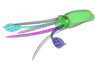 Squid 3D Model