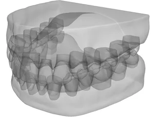 Teeth and Gums 3D Model