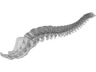 Vertebral Column and Spinal Cord 3D Model