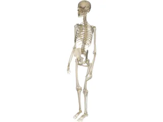 Skeleton Female 3D Model