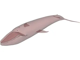 Whale Blue 3D Model