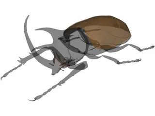 Eupatorus Gracilicornis 3D Model