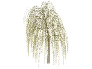 Willow Tree 3D Model