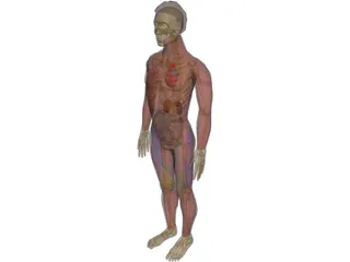 Man with Internal Organs 3D Model