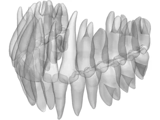 Teeth 3D Model