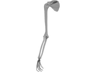 Arm Bone 3D Model