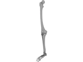 Leg Bone 3D Model