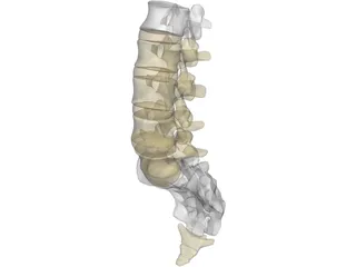 Lumbar Vertebrae Sacrum And Coccyx 3D Model